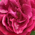 Fioletowy  - Róże Hybrid Perpetual - Souvenir du Docteur Jamain